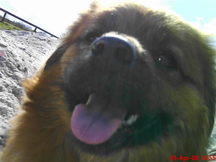 Blanding af racer Joy billede 18