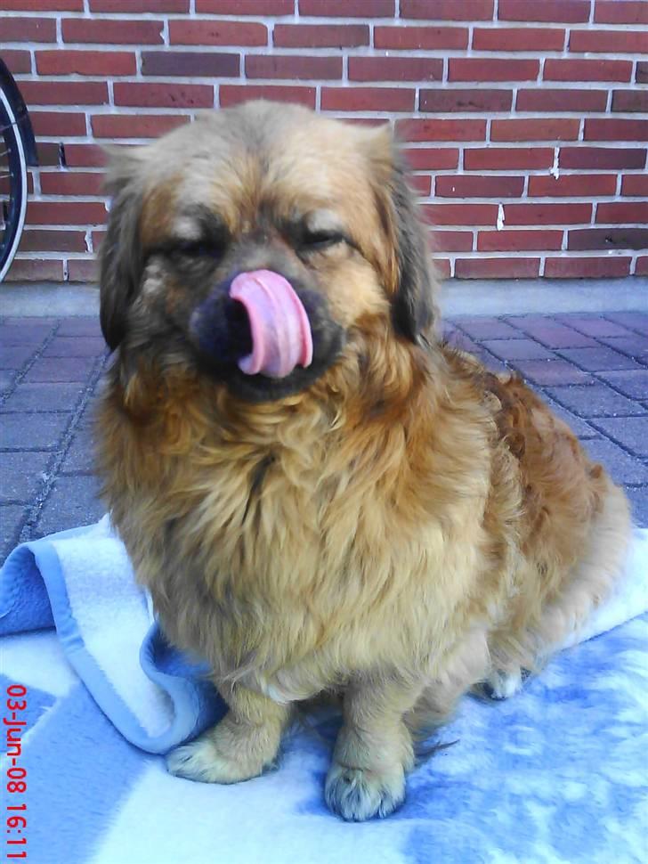 Blanding af racer Joy billede 19