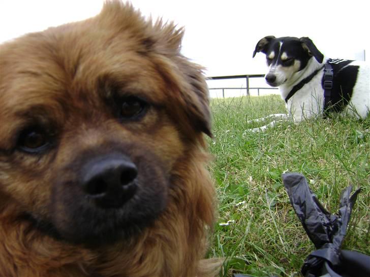 Blanding af racer Joy billede 20