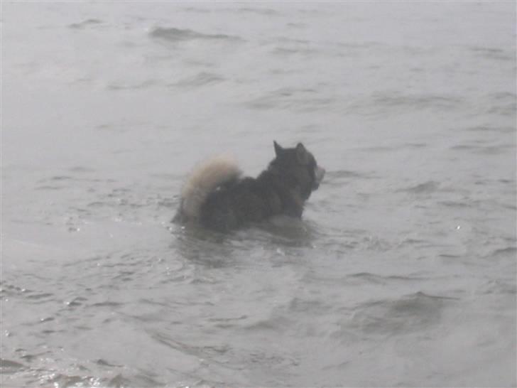 Alaskan malamute Alma noatuns Gejst Amlet  - på vej til en svømmetur billede 18