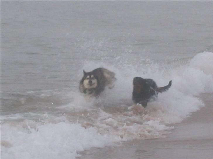 Alaskan malamute Alma noatuns Gejst Amlet  - Gejst og hans veninde luna, løber omkap billede 19