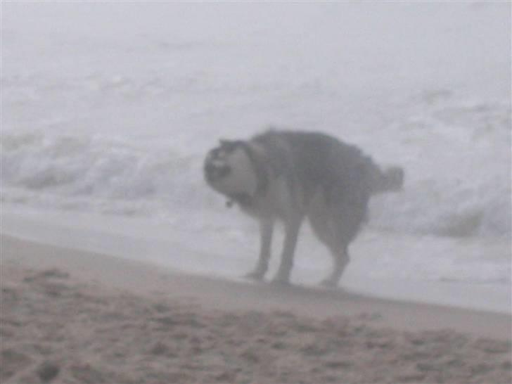 Alaskan malamute Alma noatuns Gejst Amlet  - hold afstand, eller bliv våd :-) billede 20