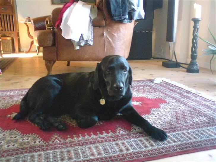 Labrador retriever Sasha - sasha<3 billede 1