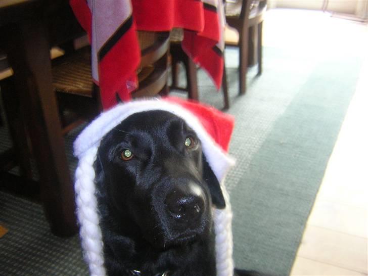 Labrador retriever Sasha - så har basse fået nissehue på (: billede 2