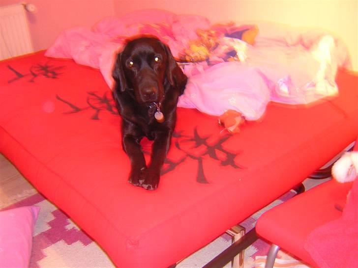 Labrador retriever Sasha - hun ligger jo i min seng ? :o billede 3