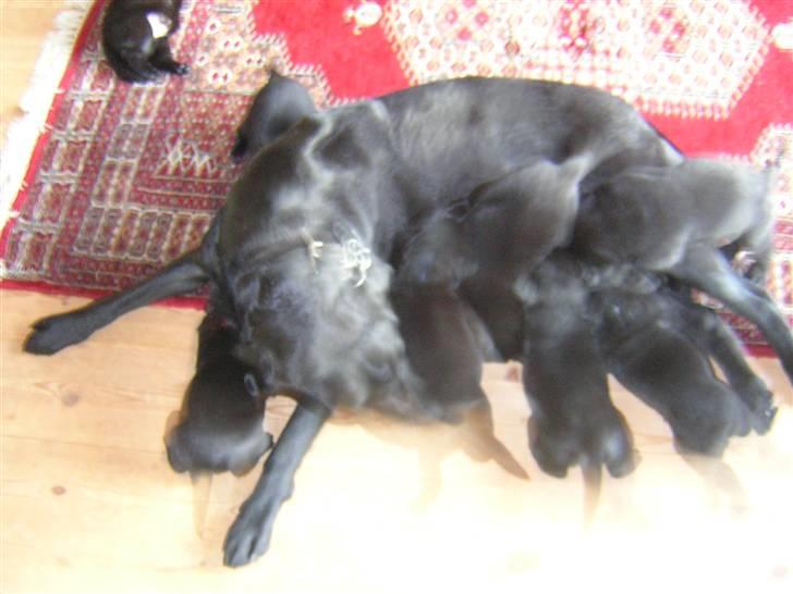 Labrador retriever Sasha - sasha putter med hvalpene.. <3 billede 4
