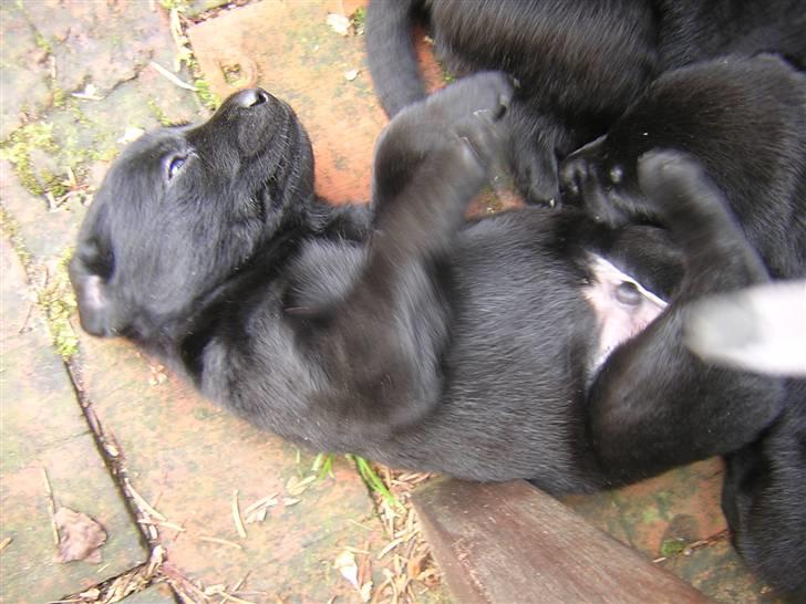 Labrador retriever Sasha - én af de små guldklumber (= billede 5