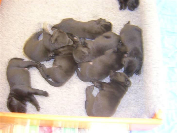 Labrador retriever Sasha - alle hvalpene sover.. billede 6