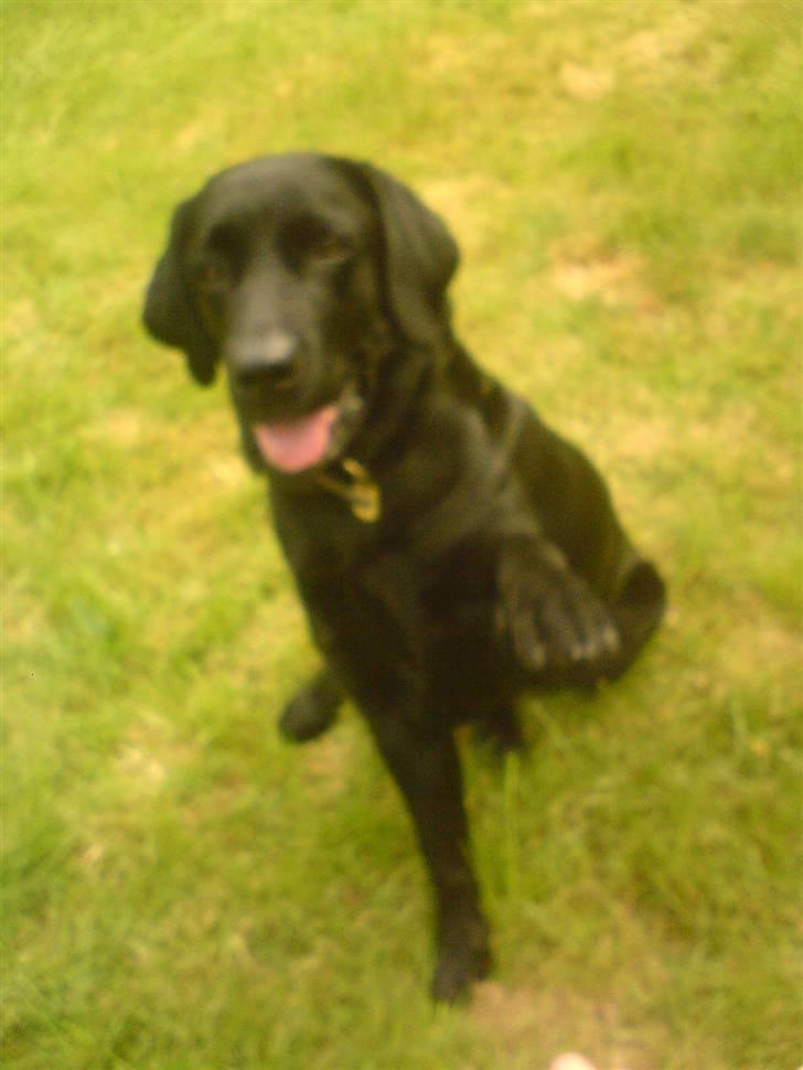 Labrador retriever Sasha - high five !! :D billede 7