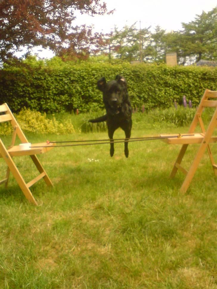 Labrador retriever Sasha - dyygtiig!! (: billede 8