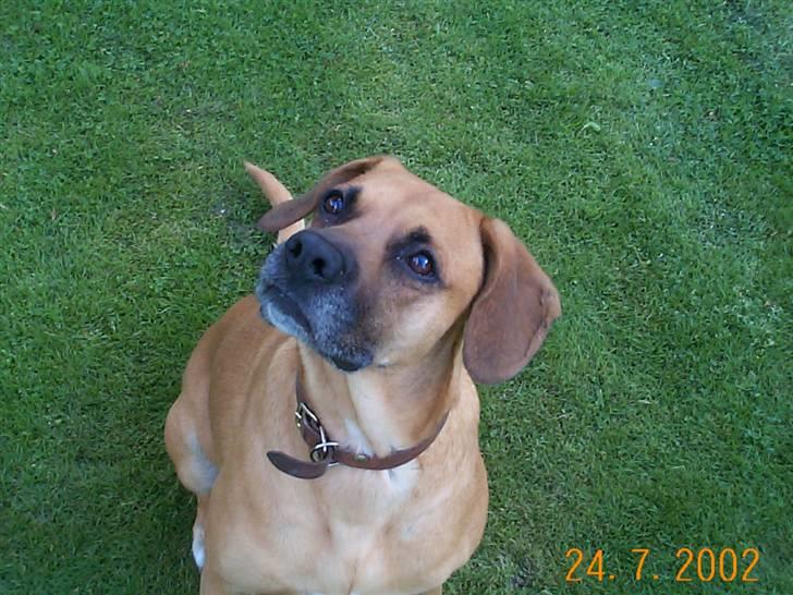 Blanding af racer Maxi *RIP* - maxi 8 år! billede 1