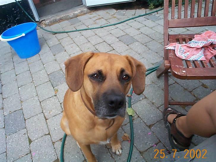 Blanding af racer Maxi *RIP* billede 2