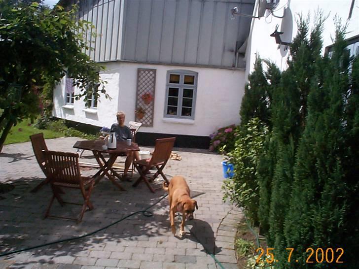 Blanding af racer Maxi *RIP* - på ferie billede 3