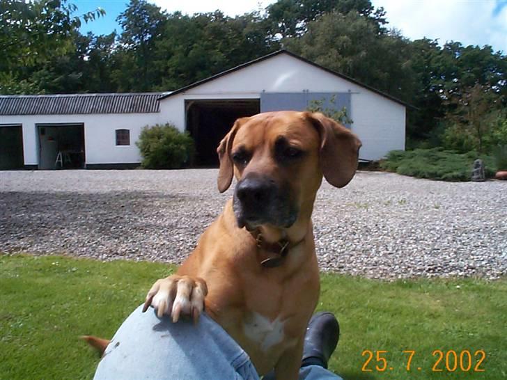 Blanding af racer Maxi *RIP* billede 4