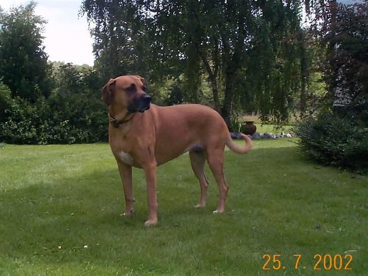 Blanding af racer Maxi *RIP* billede 5