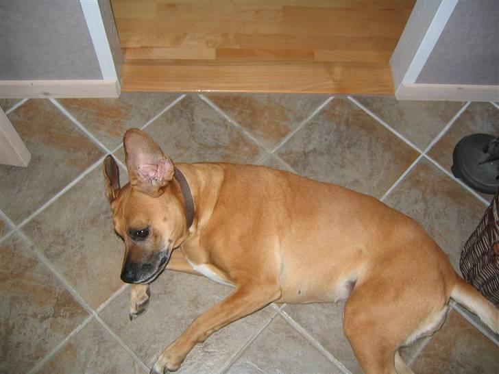 Blanding af racer Maxi *RIP* - Lidt fjollet er man vel altid! ;o) billede 6