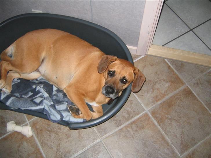 Blanding af racer Maxi *RIP* billede 7