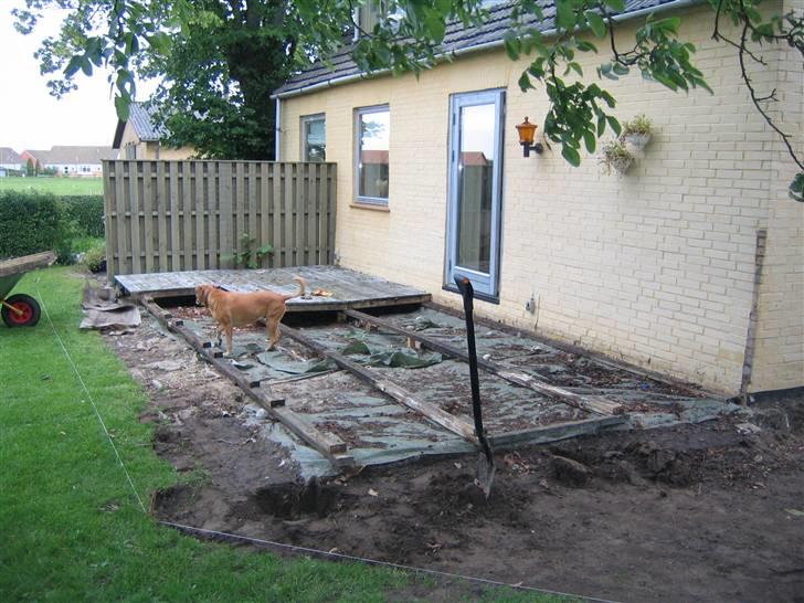 Blanding af racer Maxi *RIP* billede 9