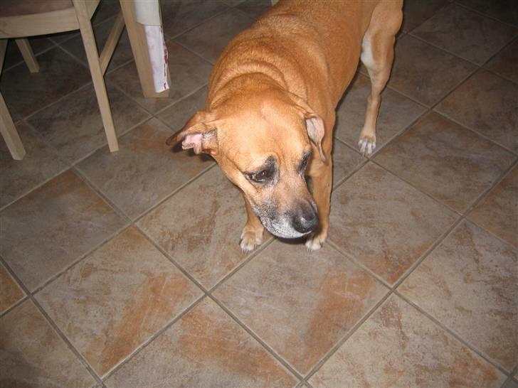 Blanding af racer Maxi *RIP* - jeg er syg! :o( og borte om tre dage... billede 10