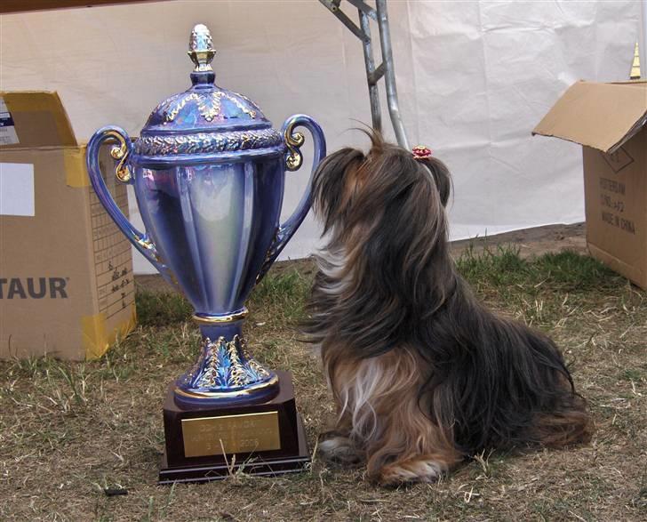 Lhasa apso  LAUNA  billede 18