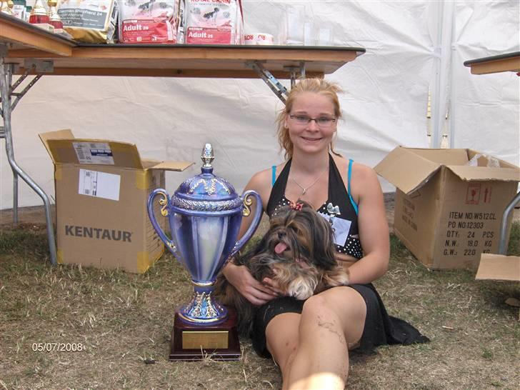 Lhasa apso  LAUNA  billede 19