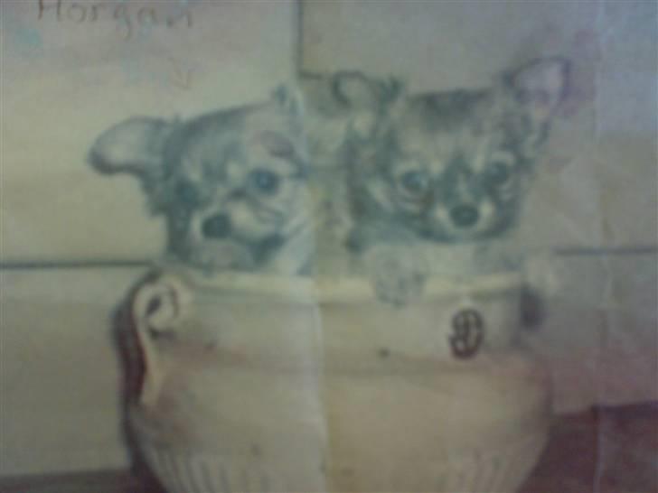 Chihuahua ¤*¨¨*¤.Morgan.¤*¨¨*¤ - Morgan til venster og hans søster til højre . billede 17