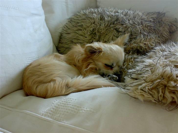 Chihuahua ¤*¨¨*¤.Morgan.¤*¨¨*¤ billede 18