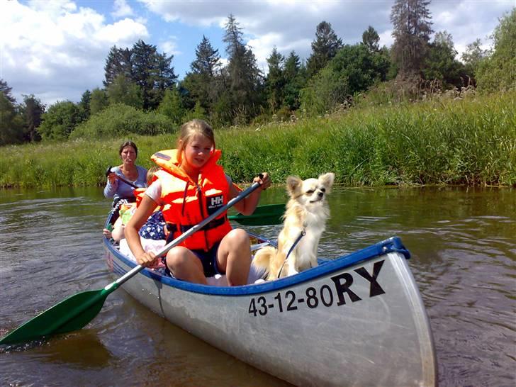 Chihuahua ¤*¨¨*¤.Morgan.¤*¨¨*¤ - Morgan med på kanotur ( Sommeren 2008 ) billede 19