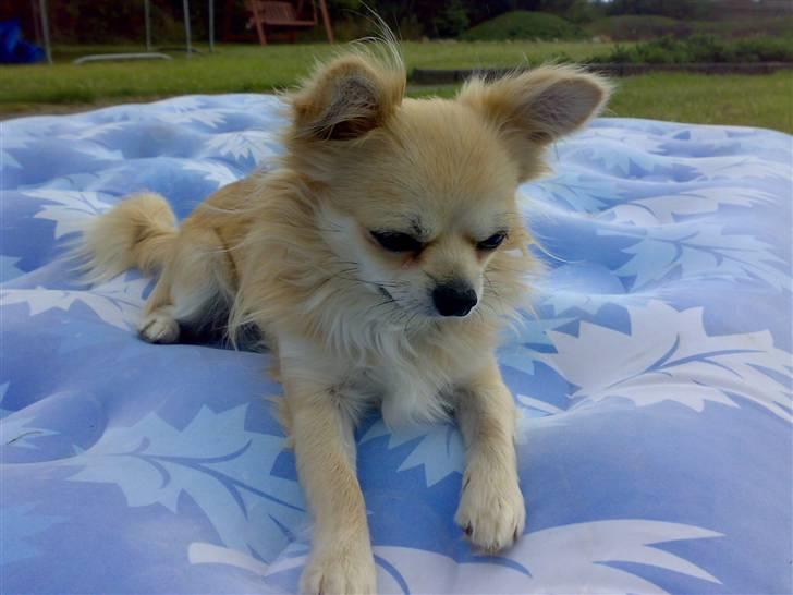 Chihuahua ¤*¨¨*¤.Morgan.¤*¨¨*¤ - <3 billede 20