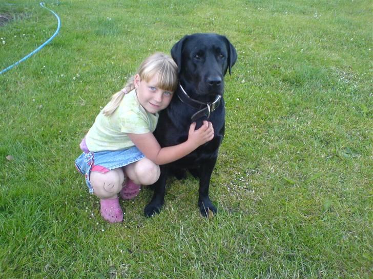 Labrador retriever Balto billede 11