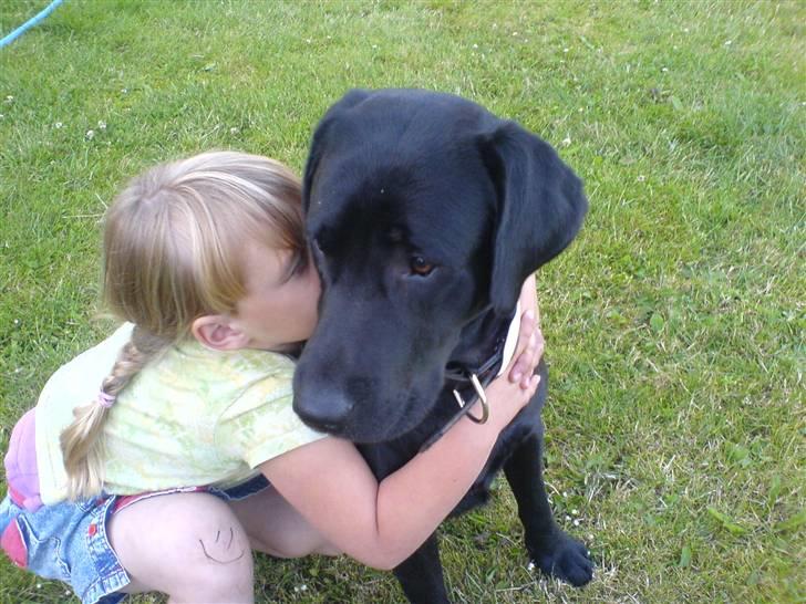 Labrador retriever Balto billede 12