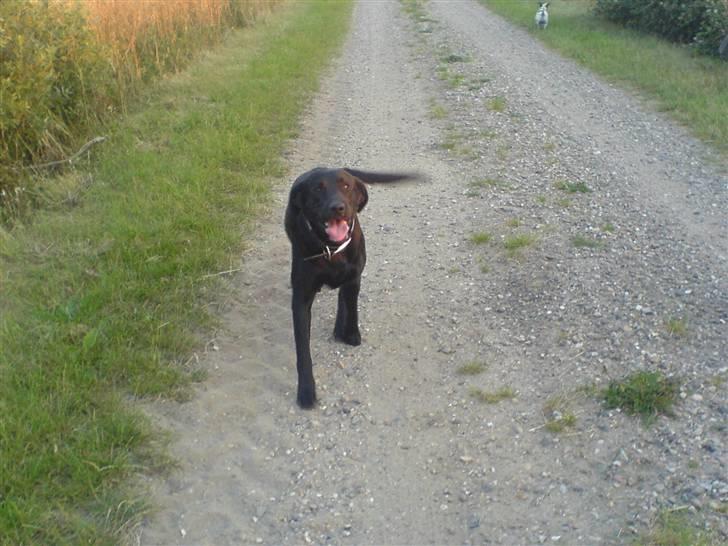 Labrador retriever Balto billede 13