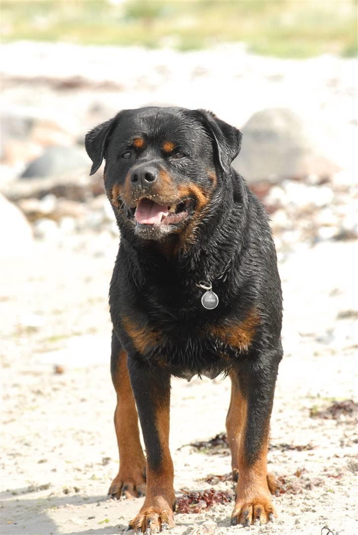 Rottweiler  . Gizmo Vom Dornenhof - Gizmo på ferie (: billede 1