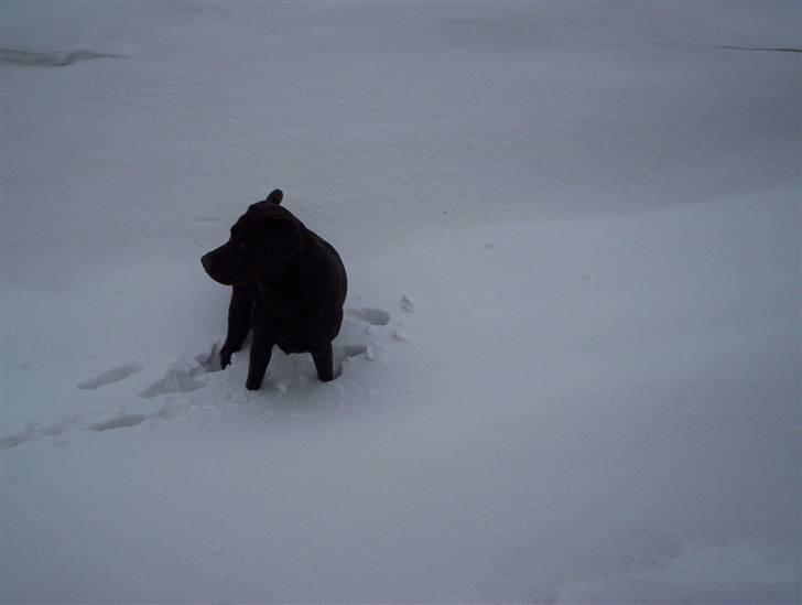 Labrador retriever Moselund´s Campino billede 13