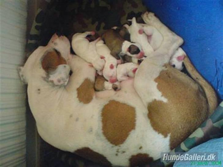 Amerikansk staffordshire terrier Lady (Himmelhund) - Hvalpene knapt et halvt døgn gammel billede 10