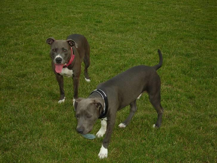 Amerikansk staffordshire terrier Liva - Liva og en af hendes hvalpe Tjalfe juni 2008 billede 6