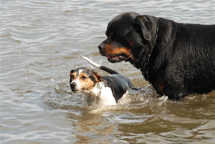 Rottweiler  . Gizmo Vom Dornenhof billede 2