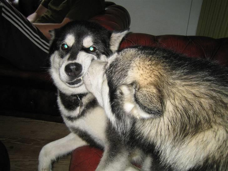 Alaskan malamute Bowie - Mys til MOAR! billede 15