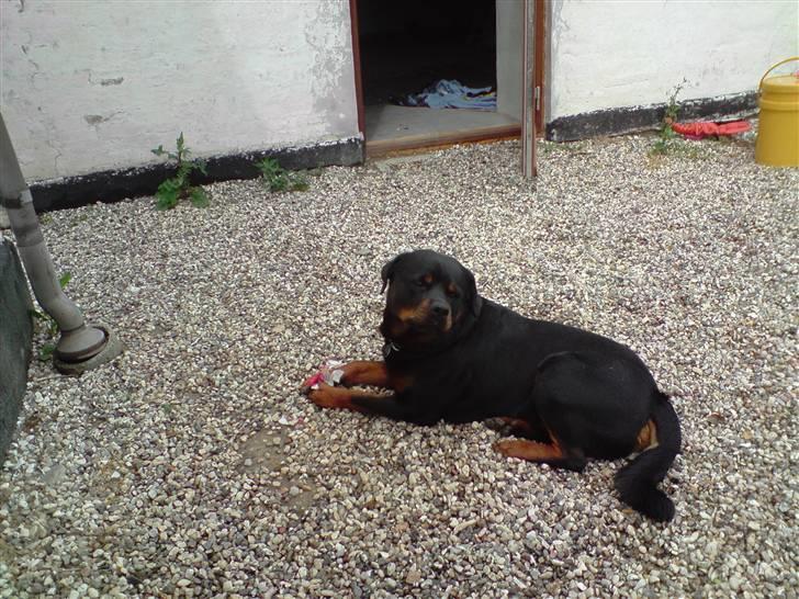 Rottweiler  . Gizmo Vom Dornenhof billede 3