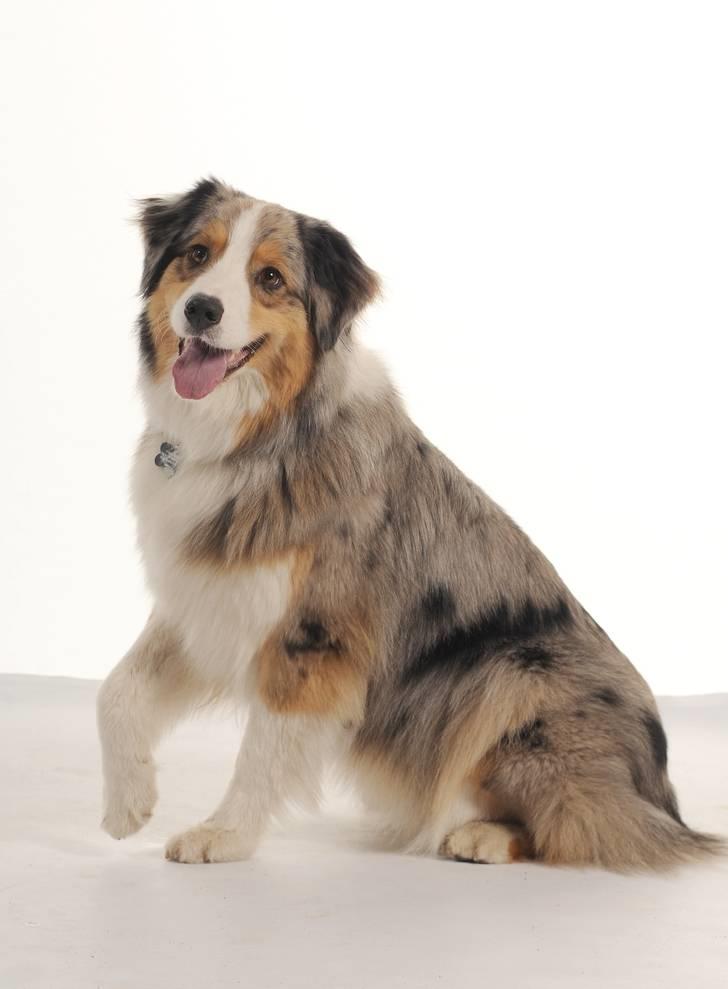 Australian shepherd "! BLUE !" billede 1