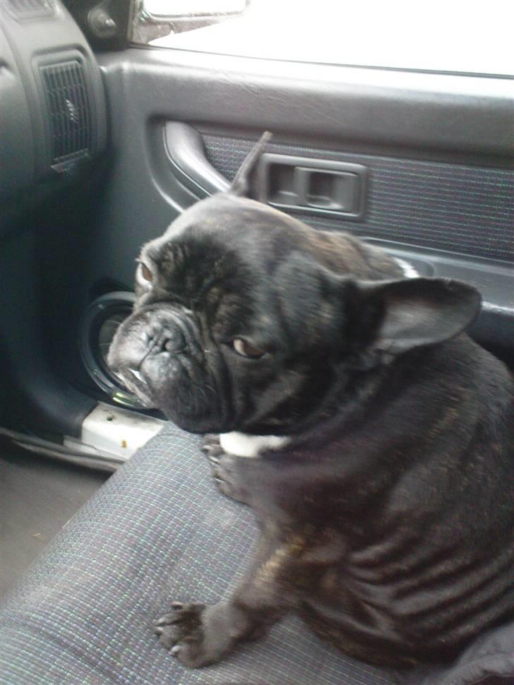 Fransk bulldog sigurd - var der noget du ville?? billede 6