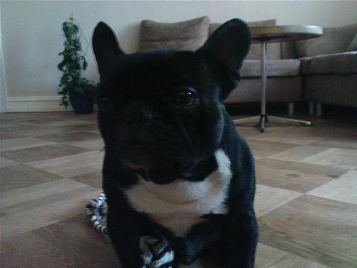 Fransk bulldog sigurd billede 7