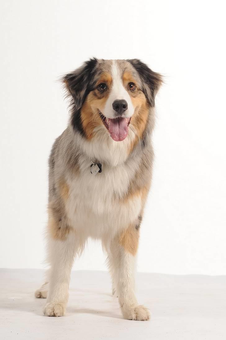 Australian shepherd "! BLUE !" billede 2