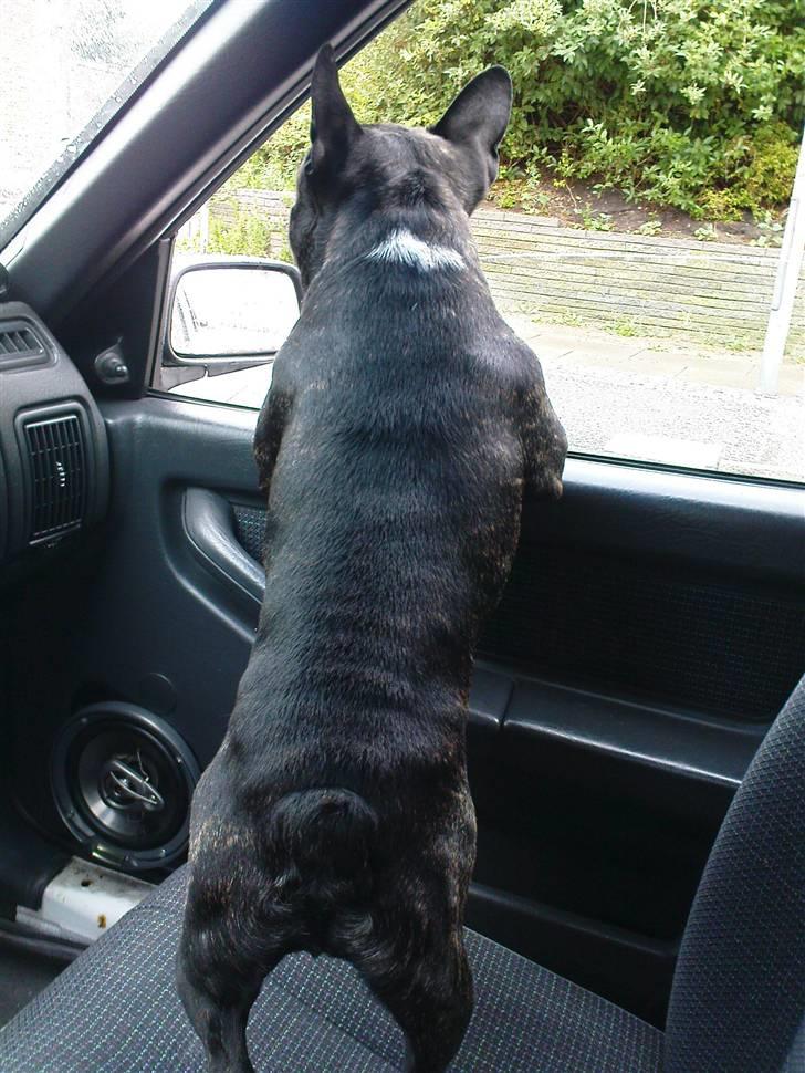 Fransk bulldog sigurd - man skal vel ha det hele med, når man er i byen... billede 8