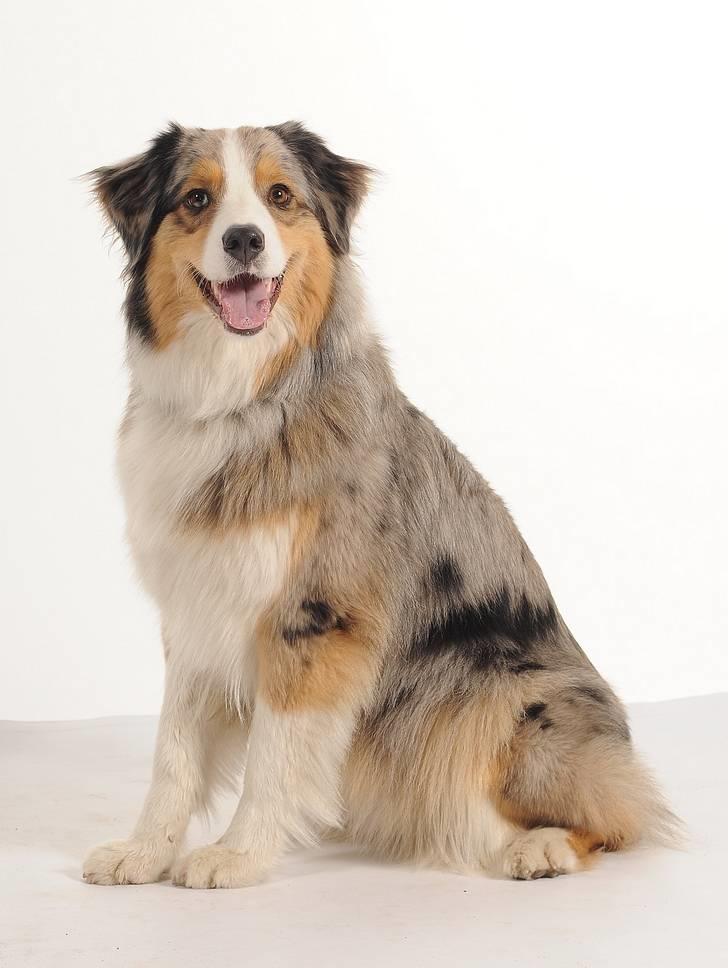 Australian shepherd "! BLUE !" billede 3