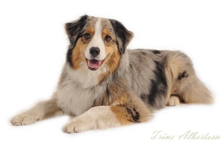 Australian shepherd "! BLUE !" - Tak for denne gang, håber vi ses igen :)  billede 4