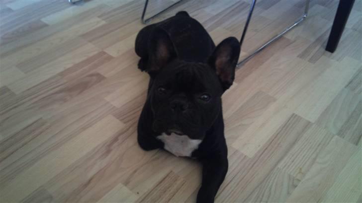 Fransk bulldog Toby 3-benet R.I.P billede 1