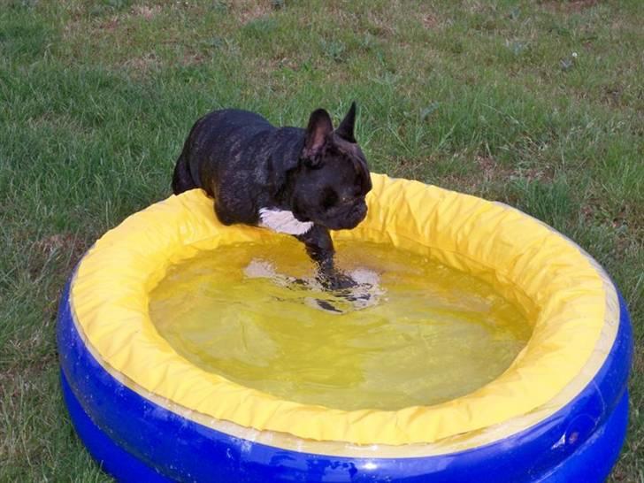 Fransk bulldog Toby 3-benet R.I.P billede 2