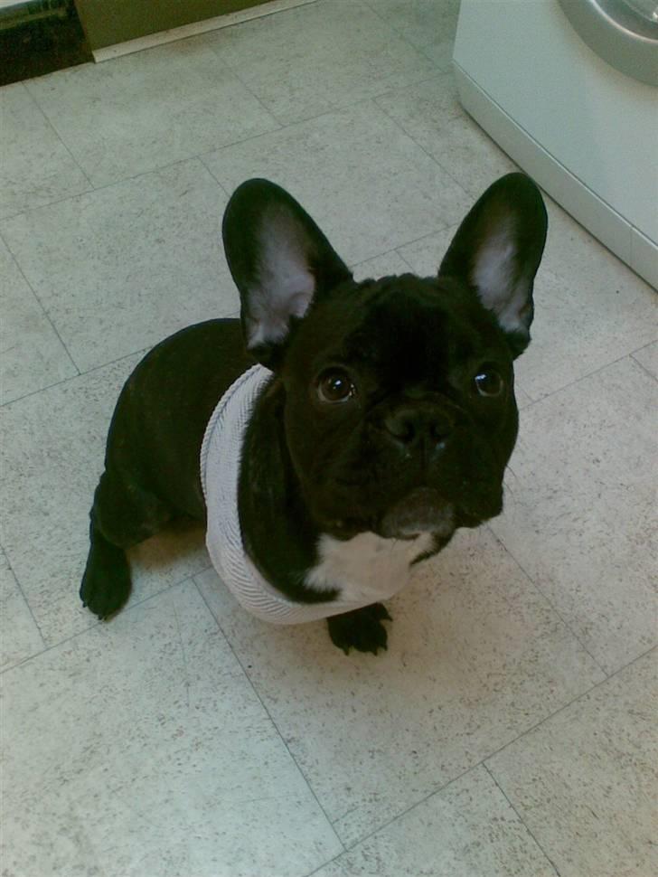 Fransk bulldog Toby 3-benet R.I.P billede 3