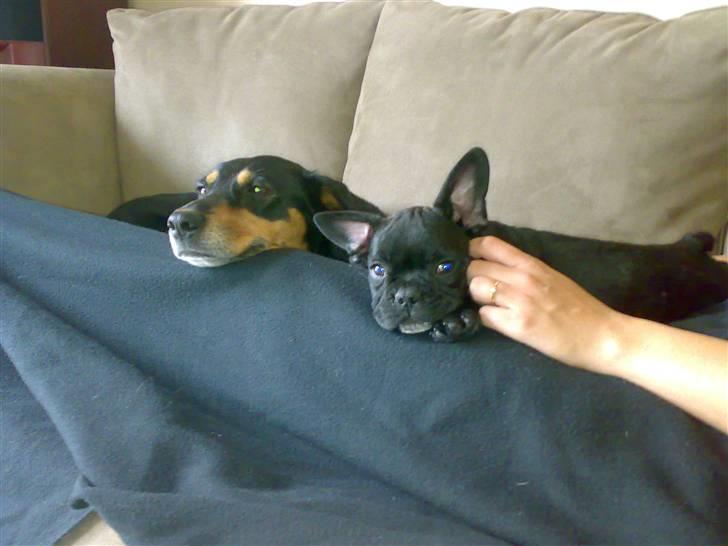 Fransk bulldog Toby 3-benet R.I.P - Her liggeer i sofa´en sammen med min nye storesøster billede 4